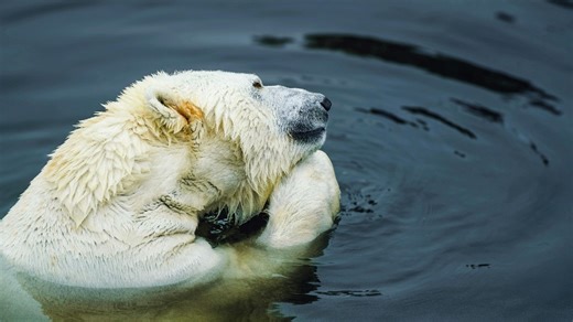 Polar bear numbers could fall 30% by 2050, urgent action needed