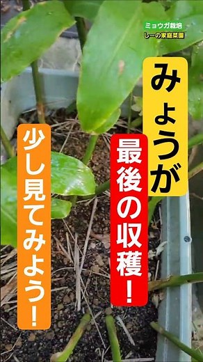 2025年9月みょうが栽培終わりと思ったら…10月末…最後の収穫少しだけ見せちゃいます♪《しーの家庭菜園＊ミョウガ栽培》