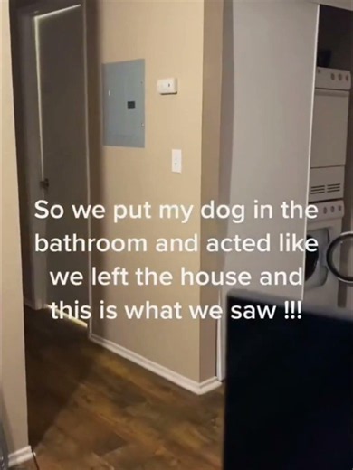 This dog acts like there’s a human inside.#dog #dogsoftiktok #funny #dogmom #pet #puppy #funnydog