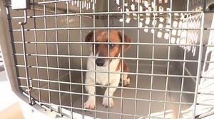 664 reactions · 119 shares | Help mend the broken hearts  of unwanted and helpless animals who feel that they've been forgotten. Just $19 a month can help us provide love and care for neglected animals across the country. Make an urgent gift TODAY. | ASPCA | Facebook