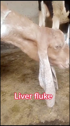 Liver fluke infestation in goat ||Bottle jaw ||Dr inam khan #sheepfarm #caprine #viral #fyp #vetphysician | Vet physician