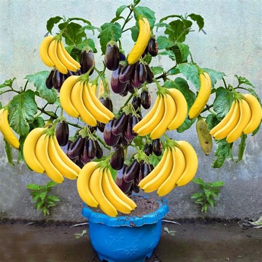 12K views · 95 reactions | Grow Banana Trees FASTER by Using Simple Techniques! | Tree Garden | Facebook