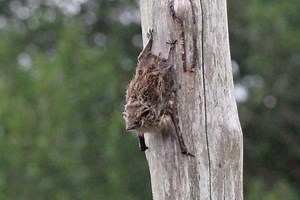 Proboscis bat - Alchetron, The Free Social Encyclopedia