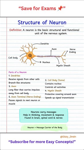 “How Your Brain Sends Signals 🧠⚡ (Neuron Explained)”