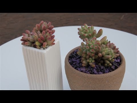 Sedum rubrotinctum variegata “Aurora Borealis”
