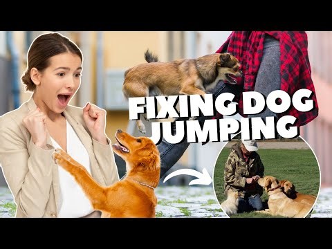 How to Stop your Dog from Jumping on People