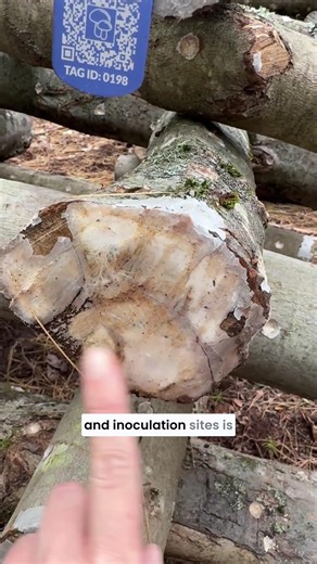 Early Shiitake Log Colonization (4–8 Weeks In)