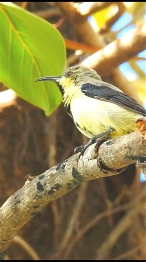 Why Hummingbirds Build Their Nests Near Deadly Spiders and Wasps