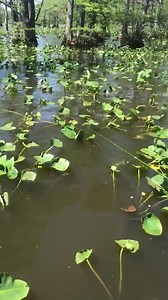 73K views · 158 reactions | Who gets the opportunity to fish lily pads for crappie? They are obviously not on every body of water and I have not had the chance yet. Let us know below. Thanks. #acccrappiestix #crappiefishing #crappie #fish #fishing #whitecrappie #blackcrappie | ACC Crappie Stix | Facebook