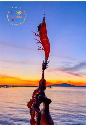 Ahtapot Nasıl Yakalanır ? Kıyıdan Ahtapot Yakala Bırak ❤️ Sinirli Miniği Saldım . #ahtapot #balıkavı #balıkçılık #agi #aging