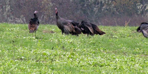 Spring turkey hunt sees strong harvest numbers throughout the state