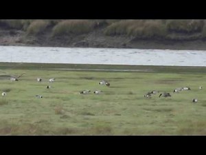 Red-breasted Goose & Snow Goose with Barnacle Geese, Ynys Hir