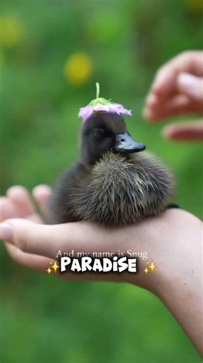 these crowns are so adorable 😍 #viral #funnyanimal #cute #cutebaby #cuteanimals