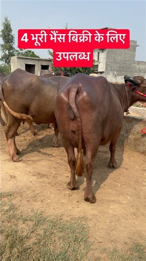 4 भूरी भैंस बिक्री के लिए उपलब्ध, सुरेन्द्र शामलो डेयरी फार्म