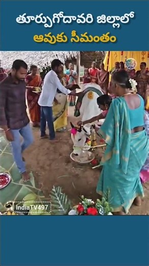 Cow Seemantham Ceremony Goes Viral | East Godavari