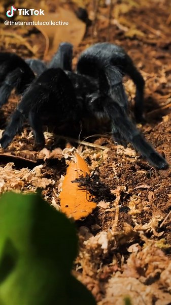 Brazilian Black Tarantula Care Guide