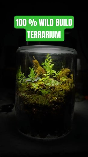 I Built a Terrarium Using ONLY What I Found in the Wild