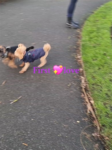 #petsoftiktok #petlover #puppylove #girldog #cutedog