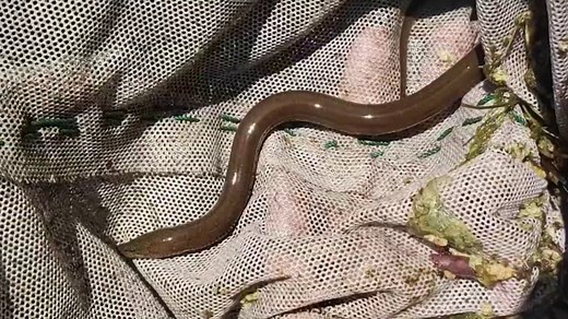 Asian Swamp Eels: Slimy, Slippery and a Massive Problem for the Everglades