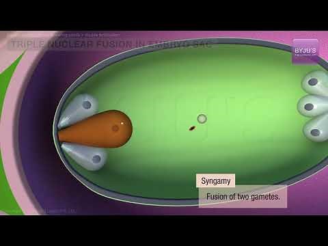 Sexual Reproduction in Flowering Plants Class 12: Double Fertilization | NEET Biology | NEET 2022