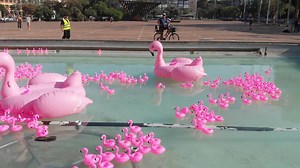 The flamingos took over Tel Aviv and landed at Rabin Square😍 ...Can you guess why? | Tel Aviv City