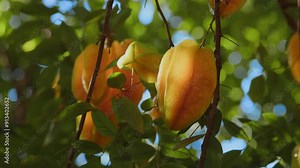 carambola star fruit growing on the Averrhoa carambola tree