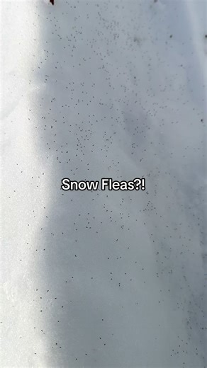 It’s been so cold this winter I was starting to wonder if I would see them! They aren’t a flea but a springtail and they signify that the ecosystem is healthy-they aren’t bad or negative in anyway! #mothernature #snowfleas #nowyouknow #northern #canada