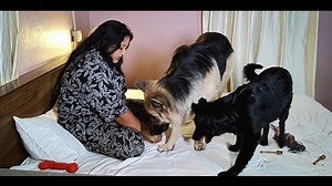 71K views · 1.1K reactions | Black German Shepherds are renowned for...