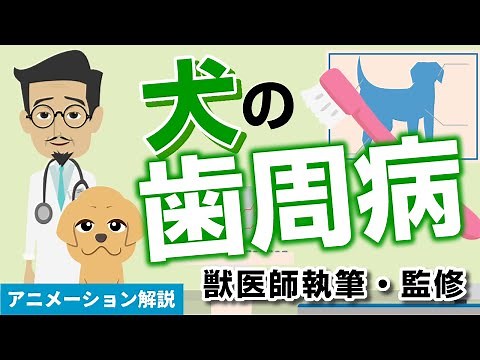 犬の歯周病について【獣医師執筆監修】症状から治療方法まで