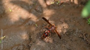 Delta conoideum or mason wasp. It is a species of potter wasp in the subfamily Eumeninae of the family Vespidae. She is carrying wet soil to build her house. Slow motion video.