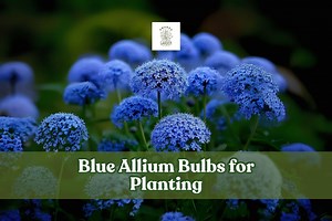 Blue Allium Bulbs: Ornamental Onion, Hardy Perennial (5 Live Bulbs) - Etsy