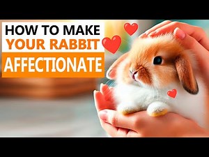 How can you make your rabbit more AFFECTIONATE?