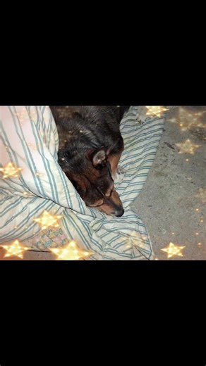 #kitty #dog Just my dog kitty 😺