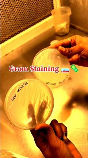 Gram Staining Step By Step #microbiology#experiment #gramstaining#biotec#labexperiment#labprotocols