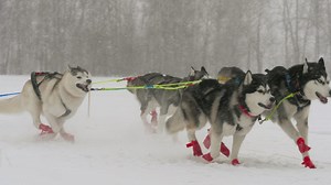 Team of husky sled dogs running in the snow - Free Stock Video