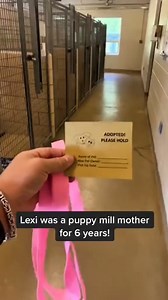 Thank you who adopted these wonderful fur babies #dog #dogsoftiktok #shelterdogs #adoption | Metdaan Animals