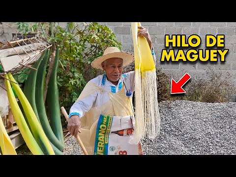 The IXTLE. This is how the thread is obtained from the maguey leaves