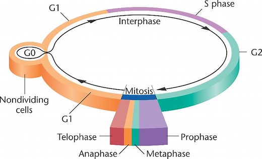 Définition et Etapes De L'interphase