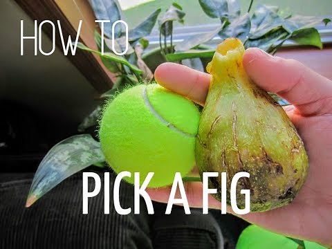 How to Pick a Fig-- In Under 10 Minutes
