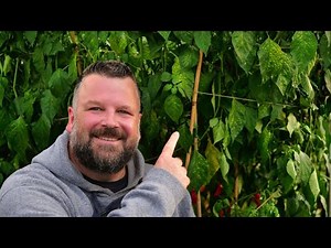 How I Grew a 7-Foot Chilli Plant