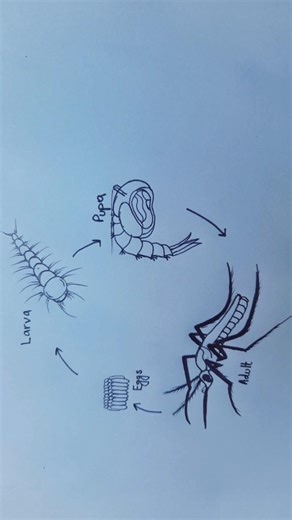 Life cycle of mosquito 🦟 | Biology | Zoology | Mosquito #drawing #art #draw #shorts #easydrawing