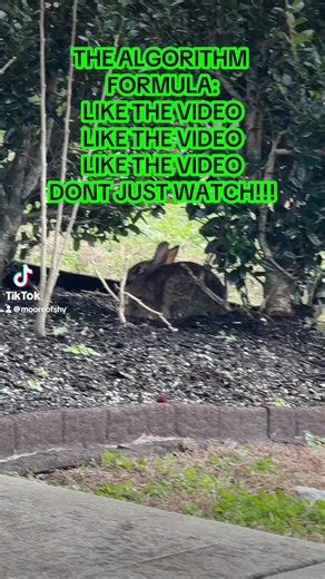 The #algorithm #formula Don’t just watch the video #Like the video! #Save the video! #Repost the video if you dare! But please LLLIIIKKKEEE the video!