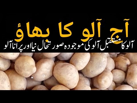 Potato mandi rate // potato price // future of potatoes new and old potatoes 2025 /26