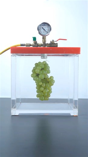 Nex lab on Instagram: "Vacuum vs Green Grapes #fblifestyle #science #physicsexperiment #vacuum"