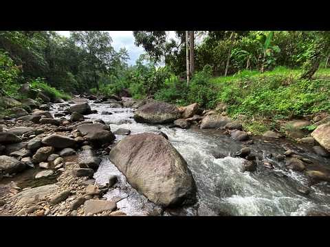 Reconnect with Calmness Through Rushing River Flow and Powerful Forest Water Stream Sounds