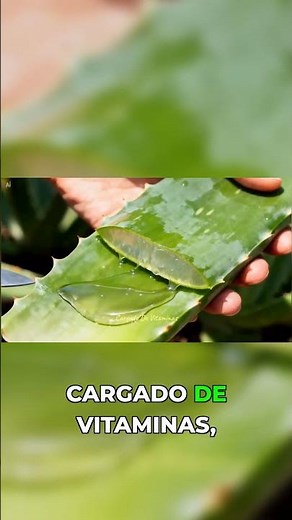 La verdad sobre el aloe vera que nadie te dice #belleza #tutorial