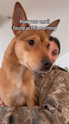 @hey_tanji on Instagram: "i got to be an assistant and sit on this very important spiny chair today while mom talks to people in these little squares on this thing called a computer 💻 #petlife #cuddlydog #spcarescue"