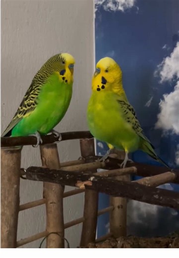 Understanding Budgie Care for Bird Lovers