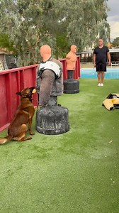 247 reactions · 26 shares | “Ruin” - Send to guard with ball in mouth, and with dog distraction. #dogtraining #dog #dogs #k9training #trainingwithball | Fred Hassen | Facebook