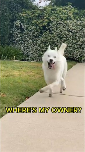 Which Coolest Dog Fits Your Vibe?#germanshepherd